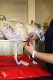 WHIPPET - GARROT PRISE DE SANG 149